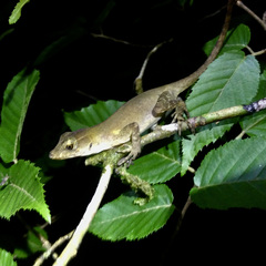 Anolis cobanensis