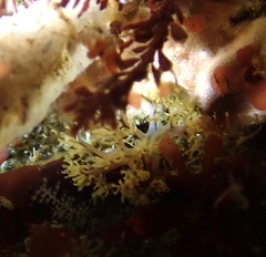 Themiste pyroides