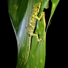 Anolis petersii