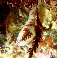 Distaplia occidentalis