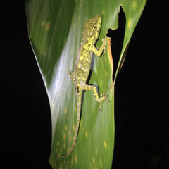 Anolis petersii