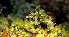 Pycnoclavella stanleyi
