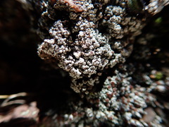 Trapeliopsis granulosa