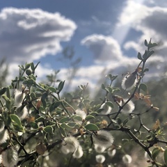 Larrea tridentata
