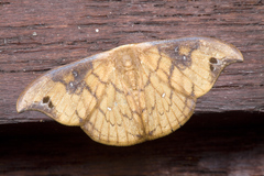 Tridrepana brunneilinea