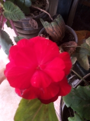 Begonia × tuberhybrida