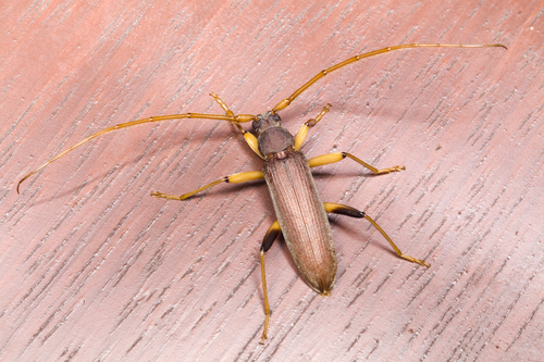 Noserius ovatipennis