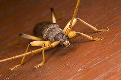 Noserius ovatipennis