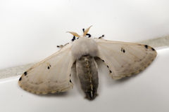 Penicillifera apicalis