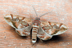 Hypochrosis binexata