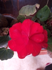 Begonia × tuberhybrida