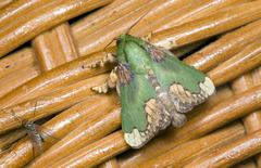 Parasa pastoralis