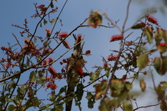 Combretum farinosum