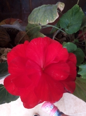 Begonia × tuberhybrida