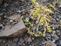 Chamaesciadium acaule
