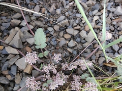 Symphyoloma graveolens