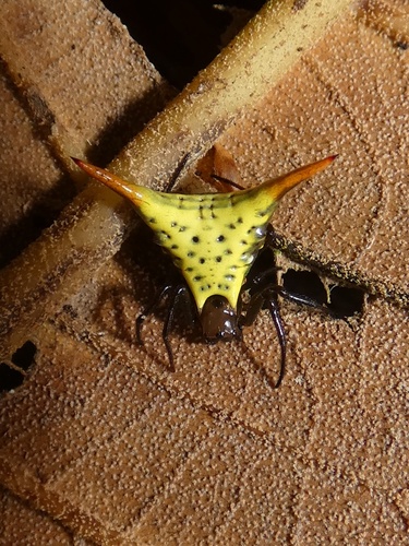 Micrathena lucasi
