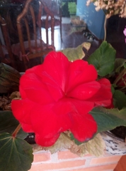 Begonia × tuberhybrida