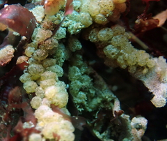 Metandrocarpa taylori