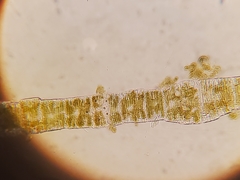Coscinodiscophycidae