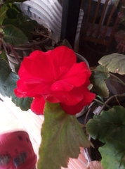 Begonia × tuberhybrida