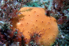 Dragmacidon mexicanum