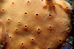 Dragmacidon mexicanum