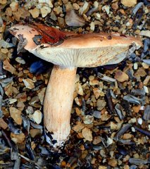 Tricholoma manzanitae
