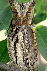 Psiloscops flammeolus