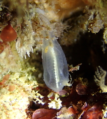 Clavelina