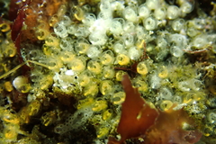 Pycnoclavella stanleyi