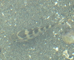 Abudefduf concolor