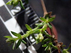 Galium nuttallii nuttallii