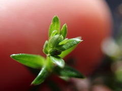 Galium nuttallii nuttallii