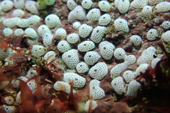 Didemnum carnulentum