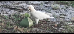 Cacatua goffiniana