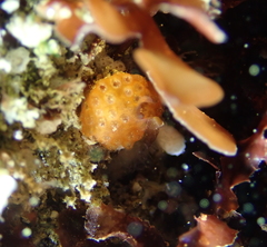 Distaplia occidentalis