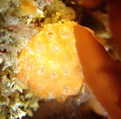 Distaplia occidentalis