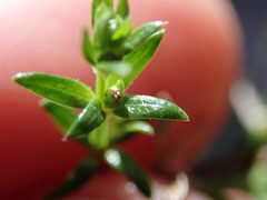 Galium nuttallii nuttallii