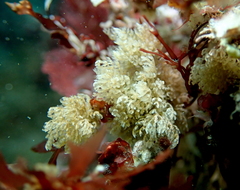 Bugulina