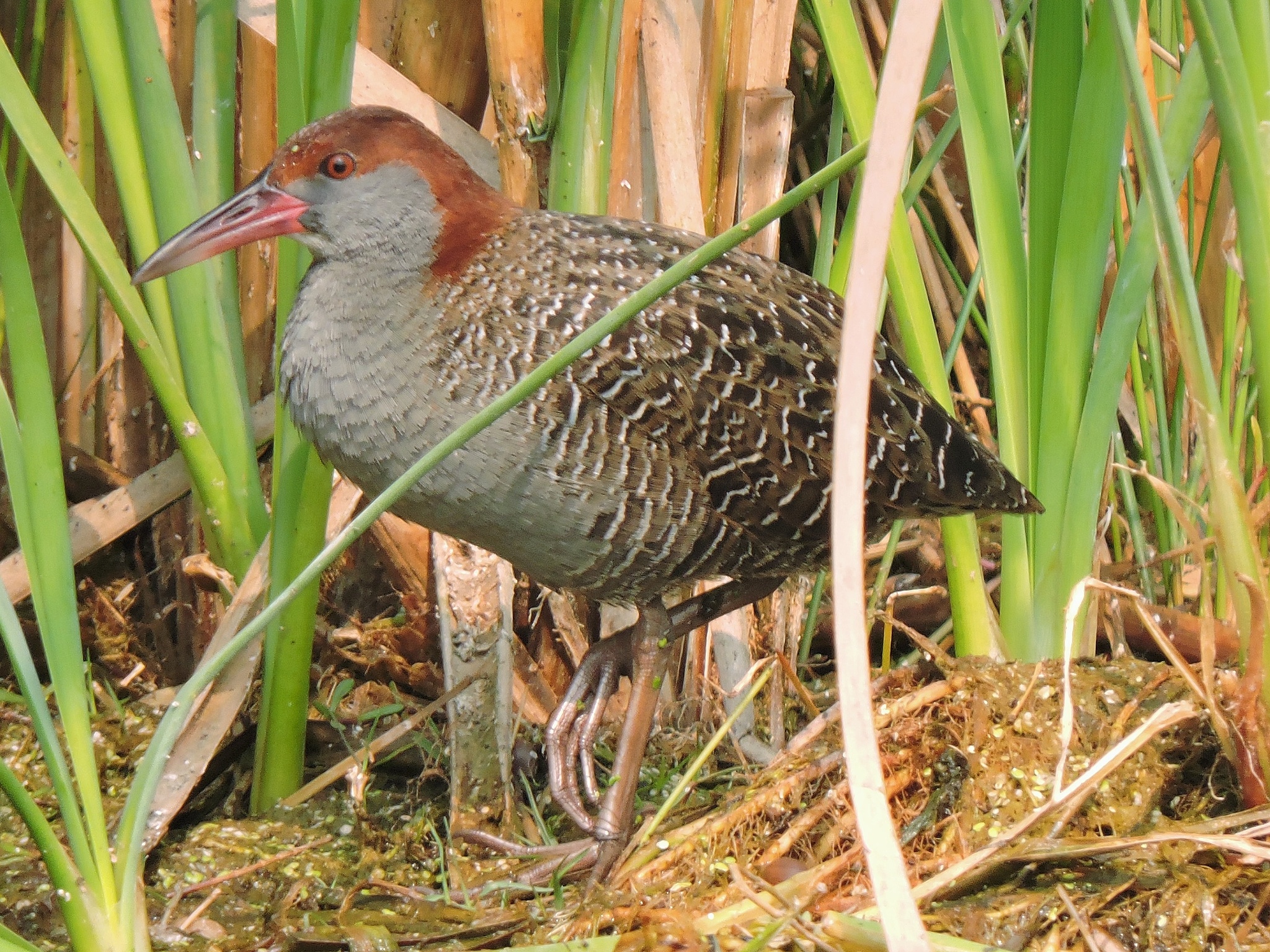 Slaty-breasted Rail