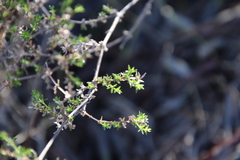 Galium nuttallii nuttallii