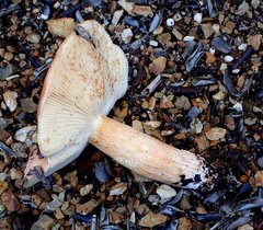 Tricholoma manzanitae