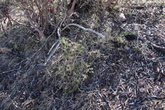 Galium nuttallii nuttallii