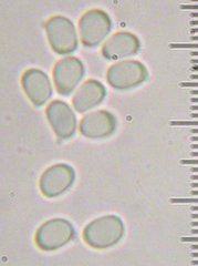 Tricholoma manzanitae