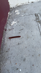 Trigoniulus corallinus