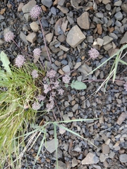 Symphyoloma graveolens