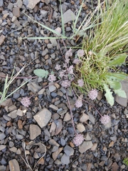 Symphyoloma graveolens