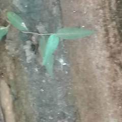 Cyrtophora cicatrosa