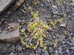 Chamaesciadium acaule